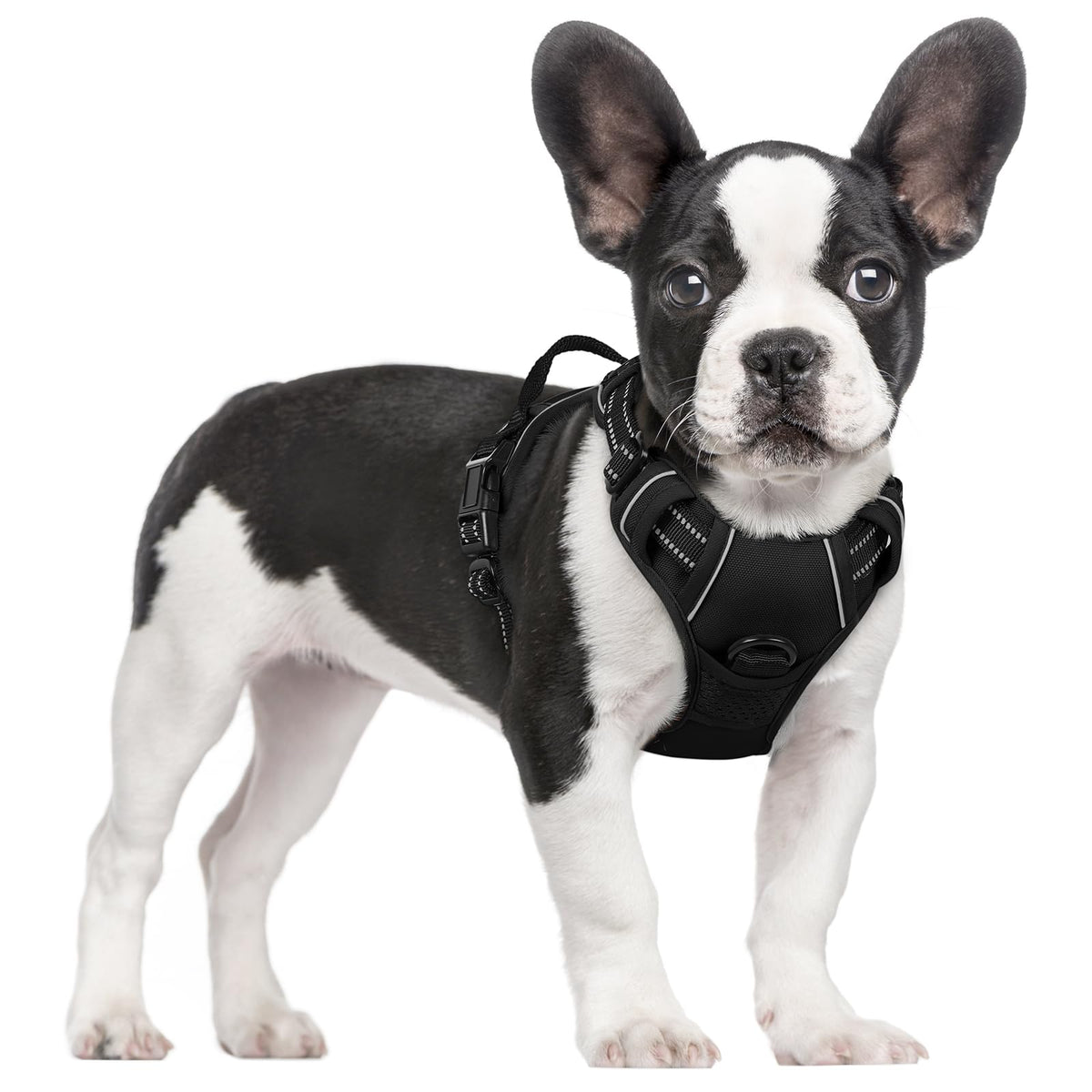 rabbitgoo front view harness showing form and secure fit for safer walks