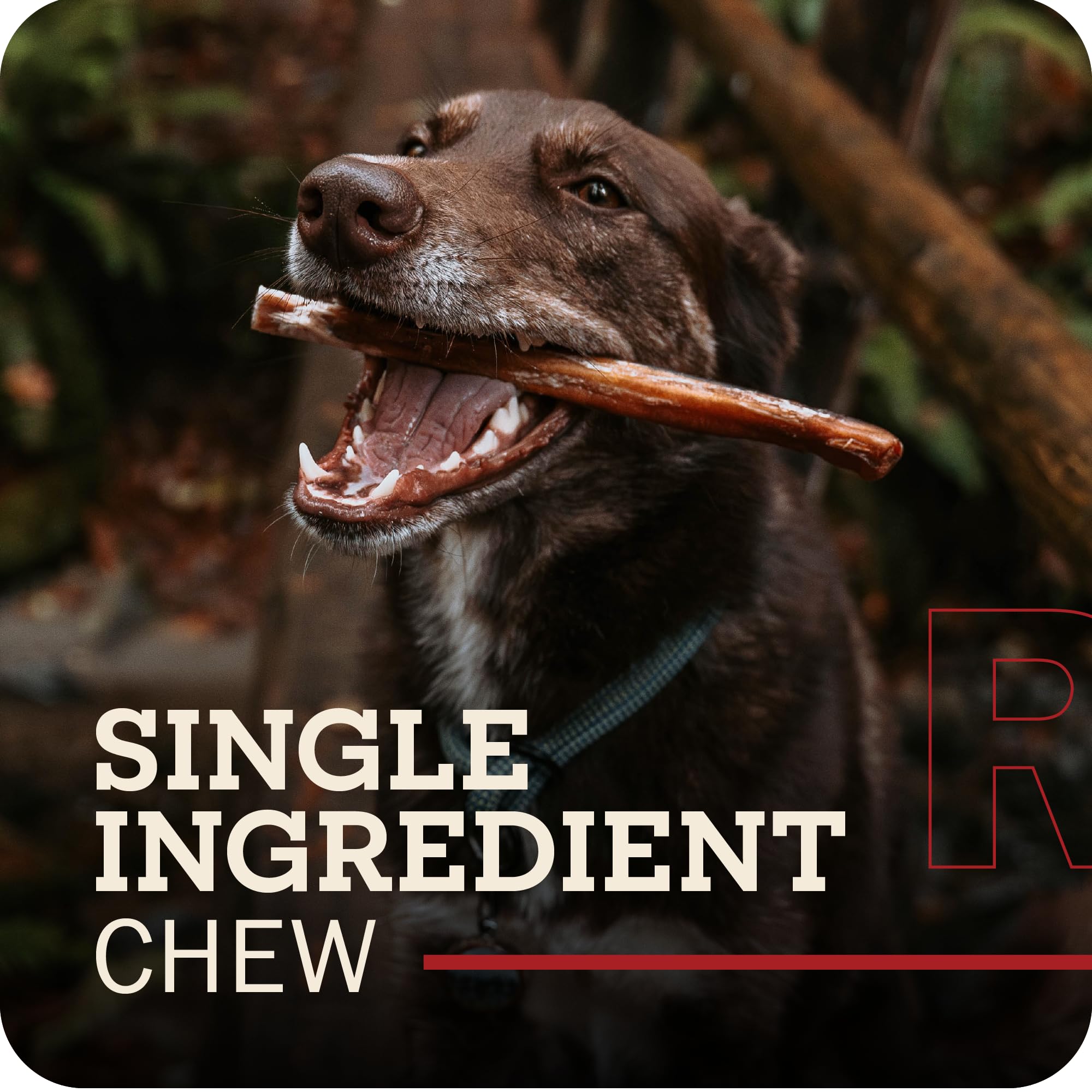 Redbarn textura en primer plano del bully stick tostado para sabor realzado