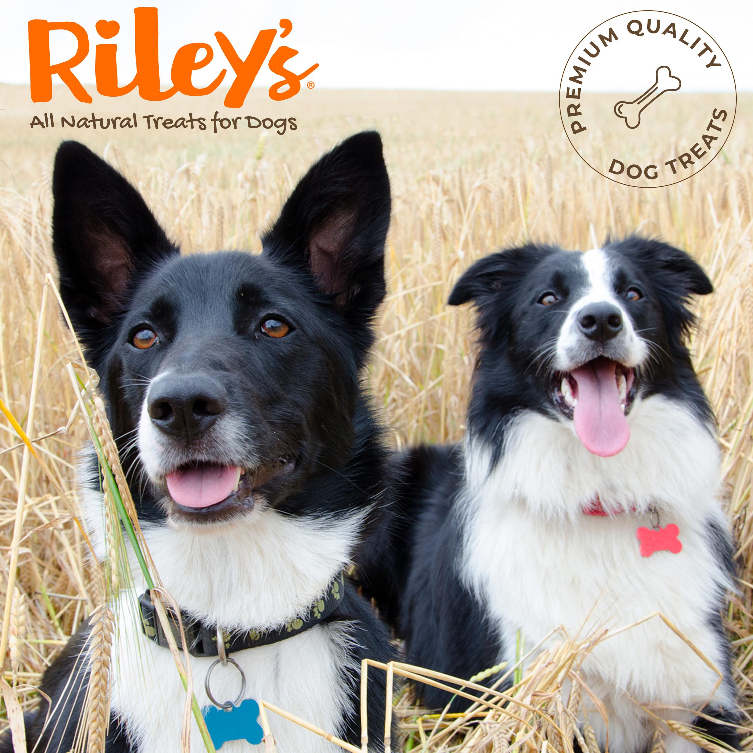 Riley's perro en jardín disfrutando bully stick, beneficio: actividad al aire libre