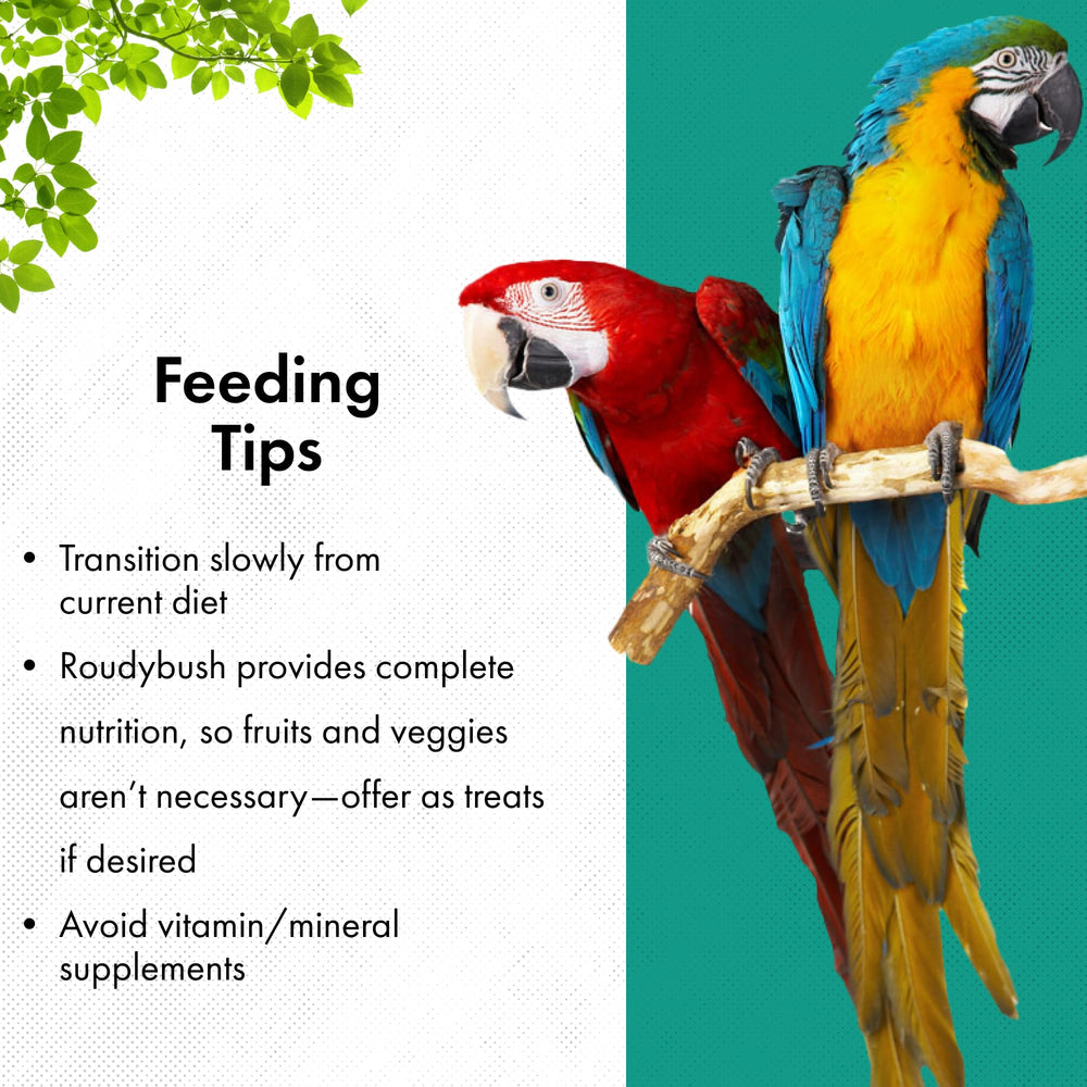 RoudyBush aves comiendo del comedero ilustrando aceptación en psitácidos