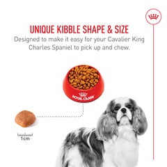 ROYAL CANIN Cavalier comiendo pienso favoreciendo apetito equilibrado