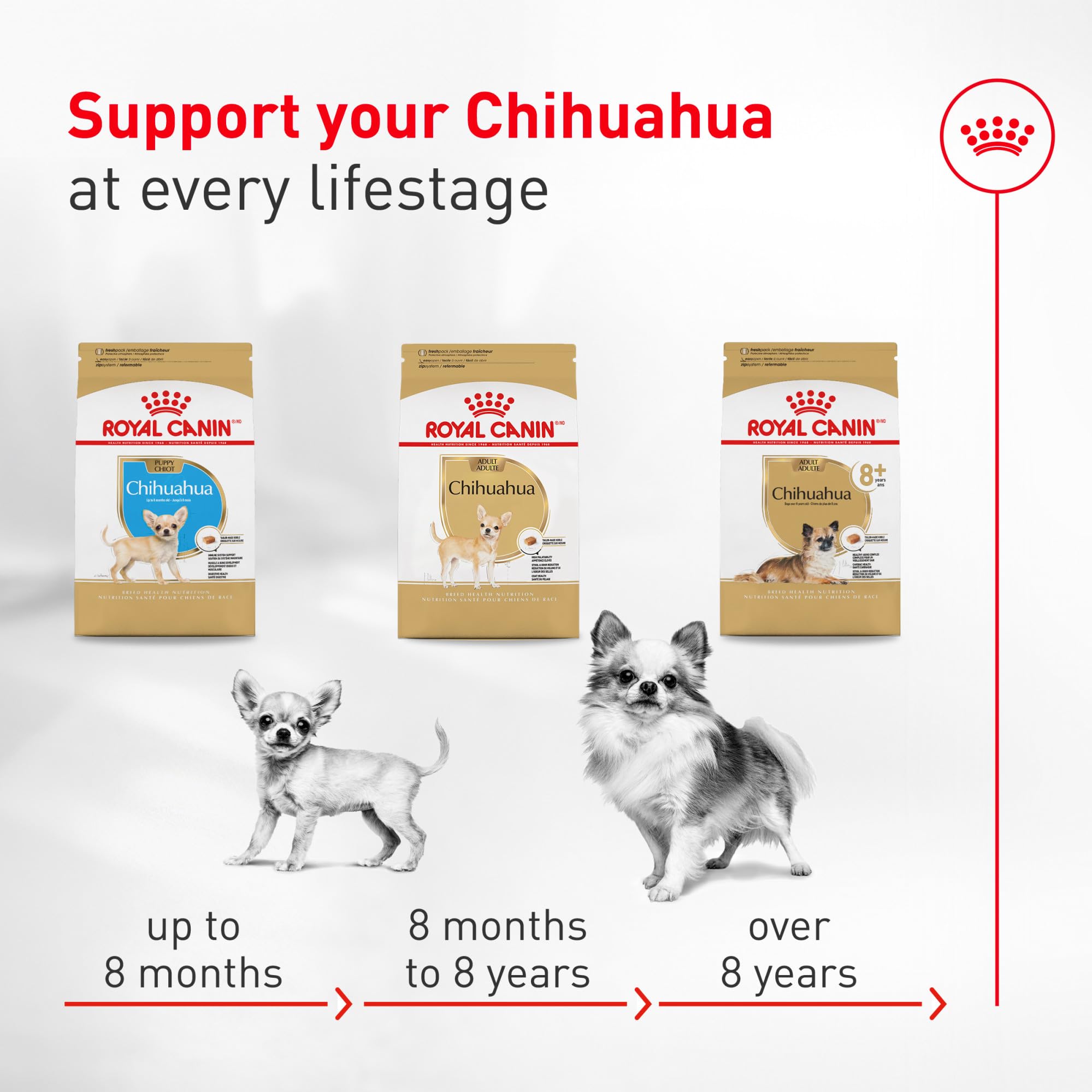 ROYAL CANIN Chihuahua comiendo pienso con comodidad y apetito satisfecho