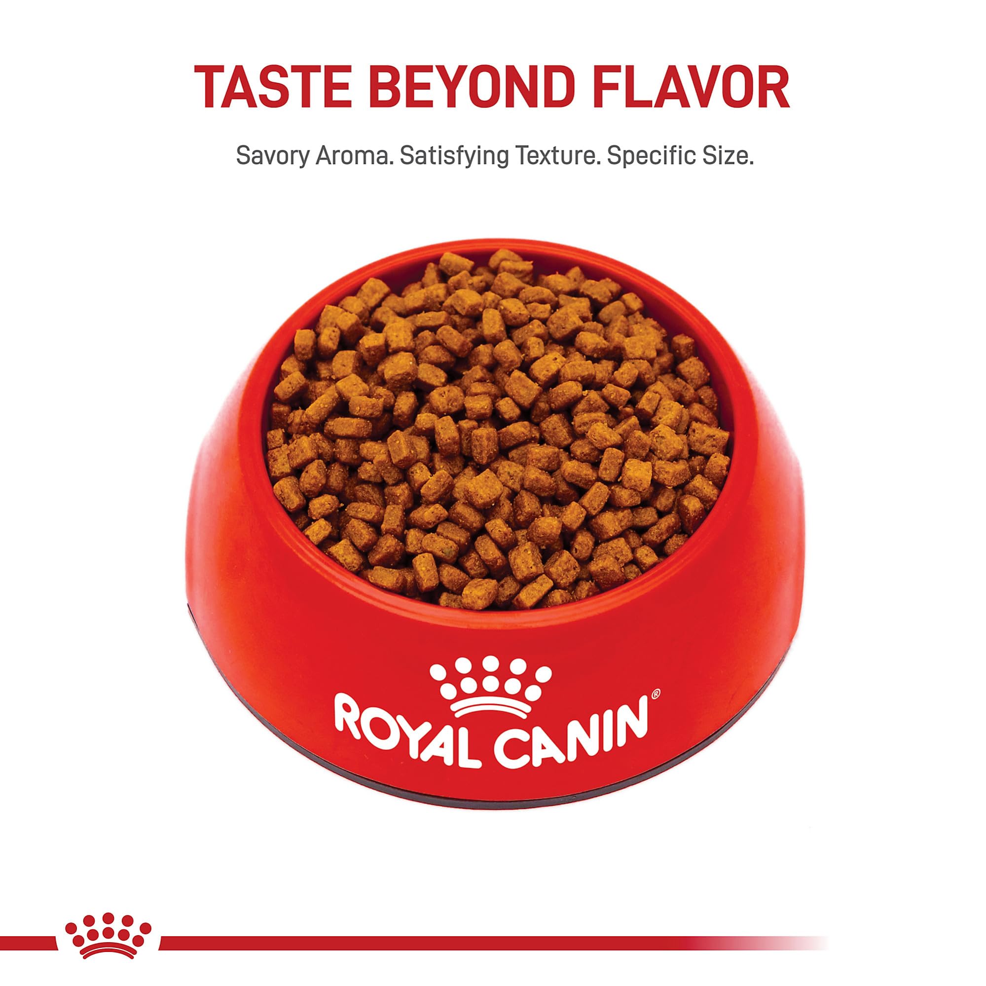 Cachorro en ambiente hogareño con ROYAL CANIN Chihuahua Puppy mostrando bienestar y energía