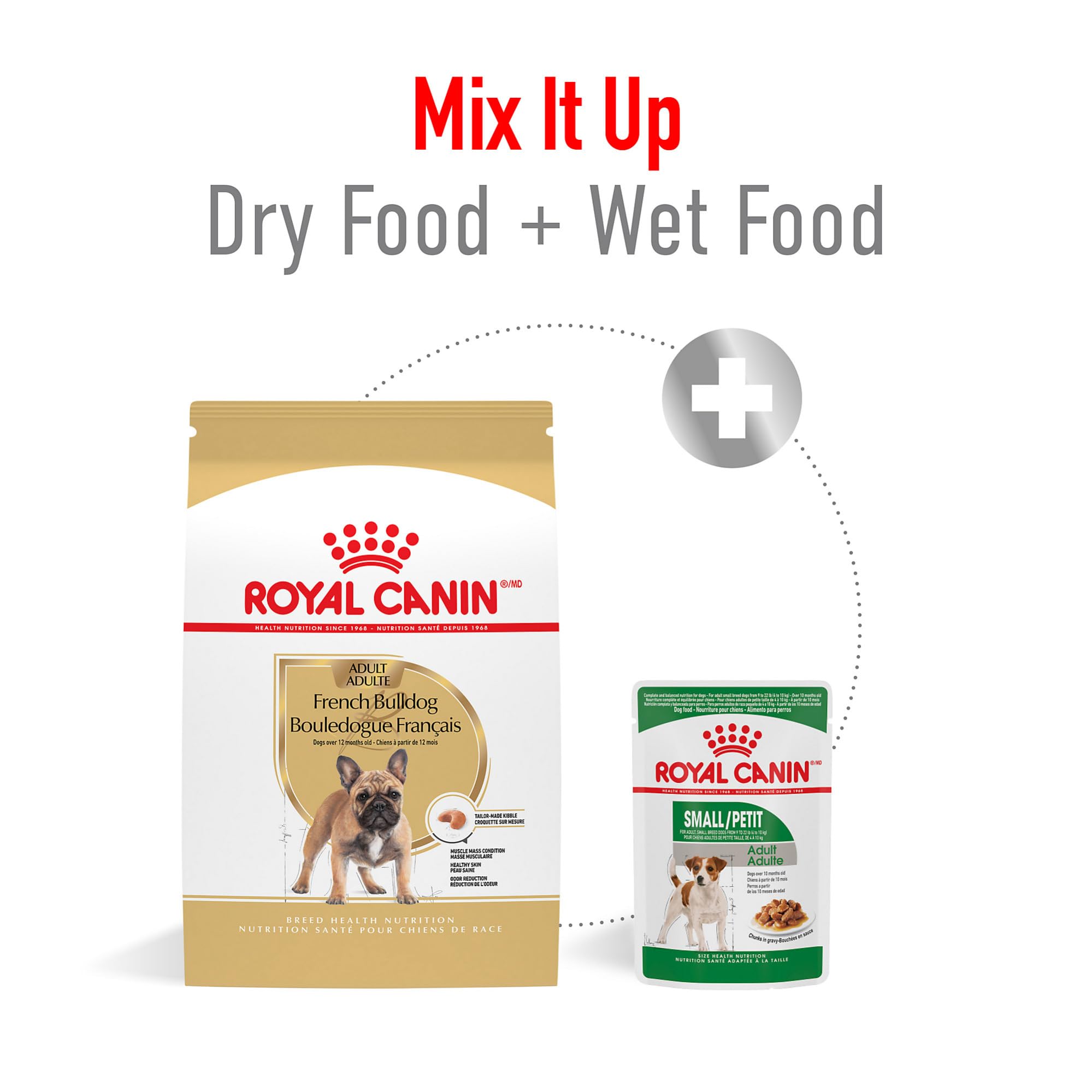 royal canin French Bulldog eating from bowl demonstrating easy chewing