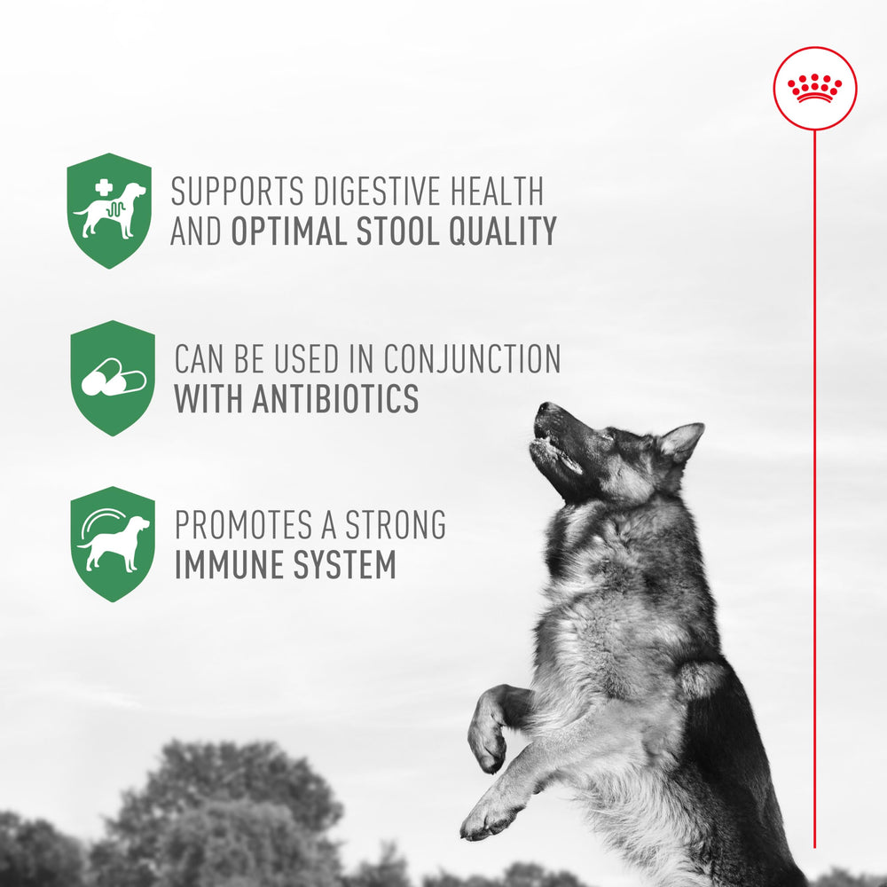 ROYAL CANIN sobre mezclado con comida seca, apoyo digestivo práctico