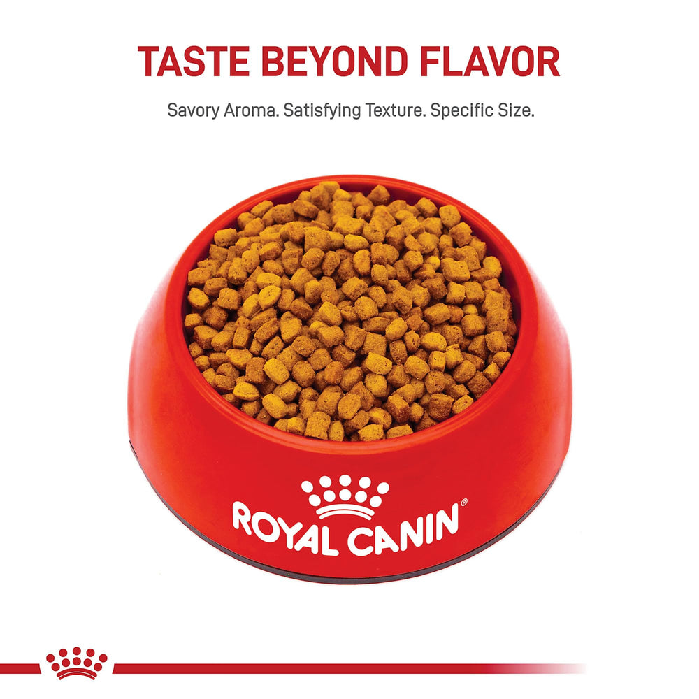 ROYAL CANIN cachorro Dachshund jugando ilustrando energía saludable