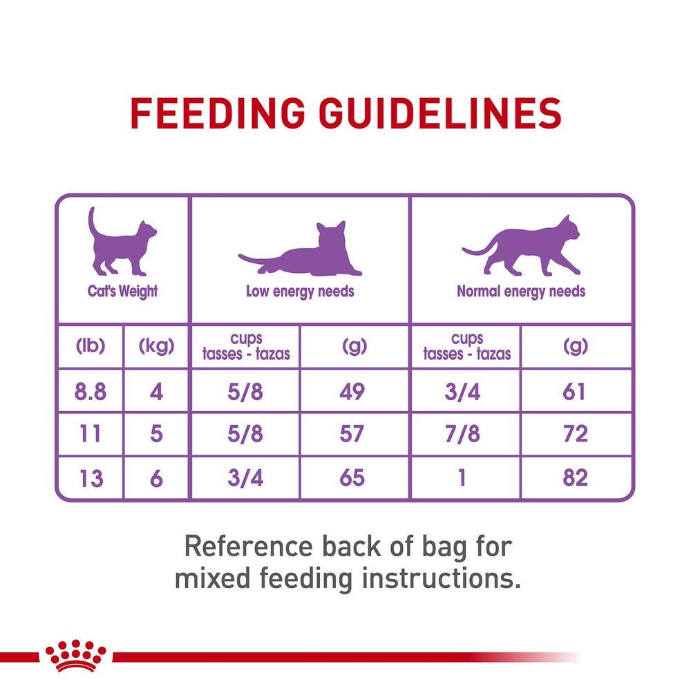 Ambiente doméstico con gato relajado tras comer ROYAL CANIN, bienestar y control de peso