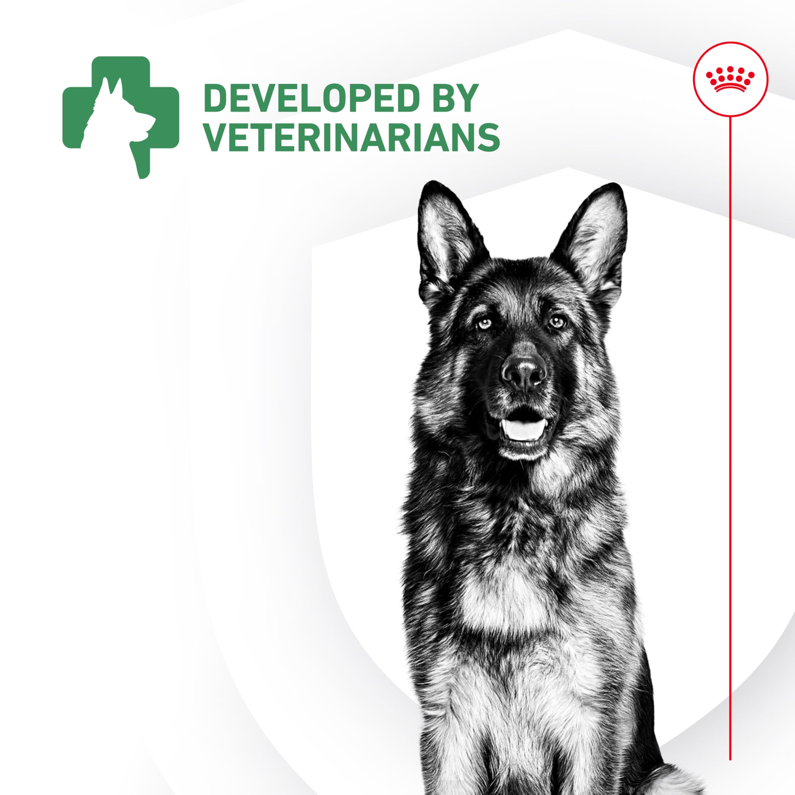 ROYAL CANIN ambiente hogareño con propietario y perro, rutina diaria sencilla