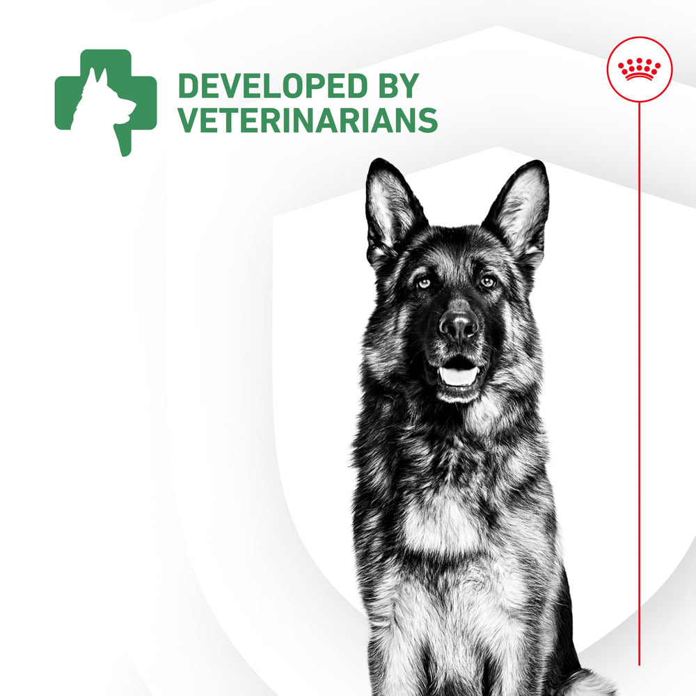 ROYAL CANIN ambiente hogareño con propietario y perro, rutina diaria sencilla