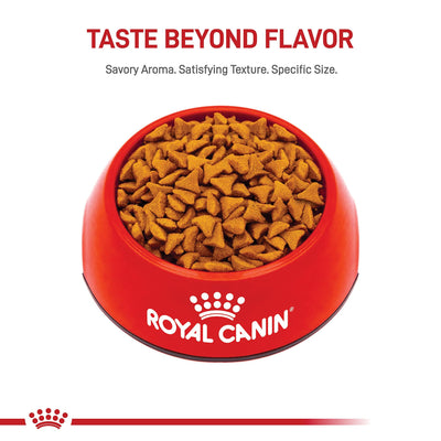 ROYAL CANIN cat eating kibble in home setting showing acceptance and enjoyment