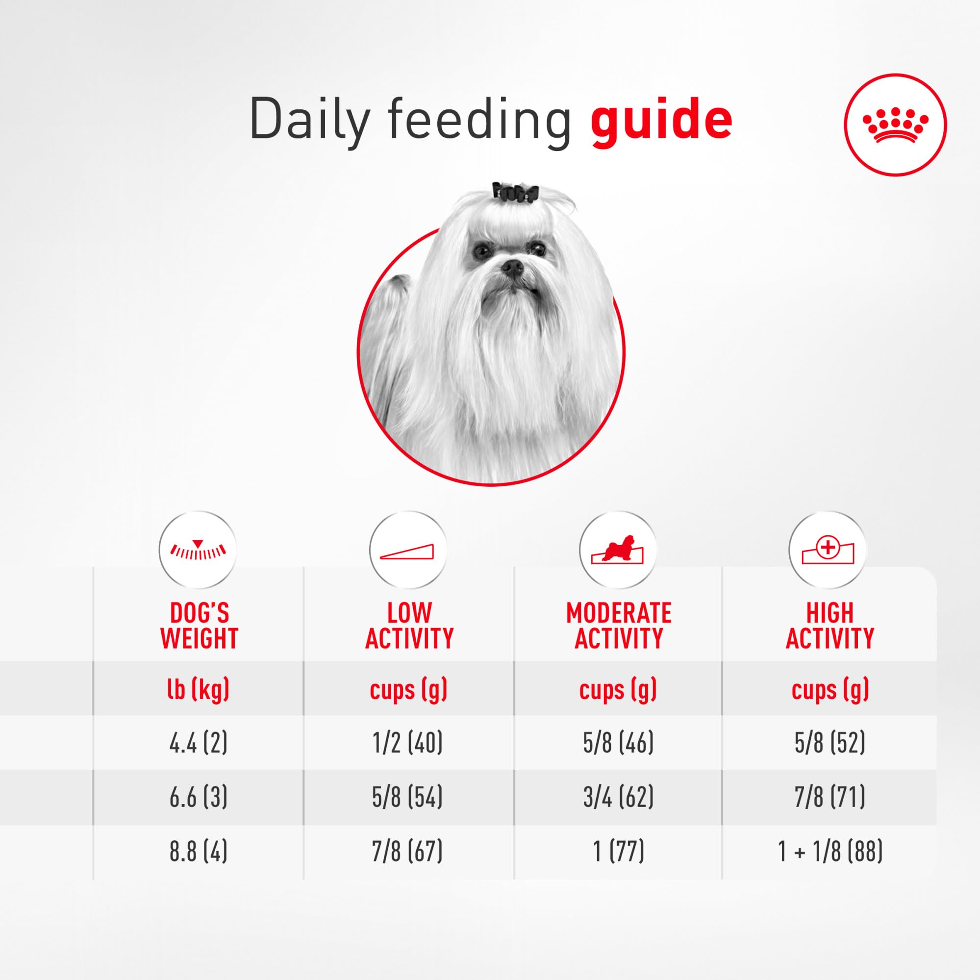 ROYAL CANIN Maltés en entorno doméstico representando bienestar