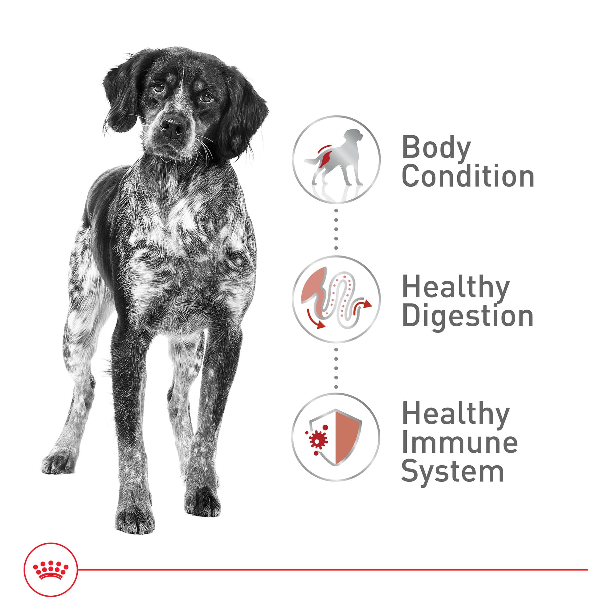 Royal Canin etiqueta con información de ingredientes y nutrientes
