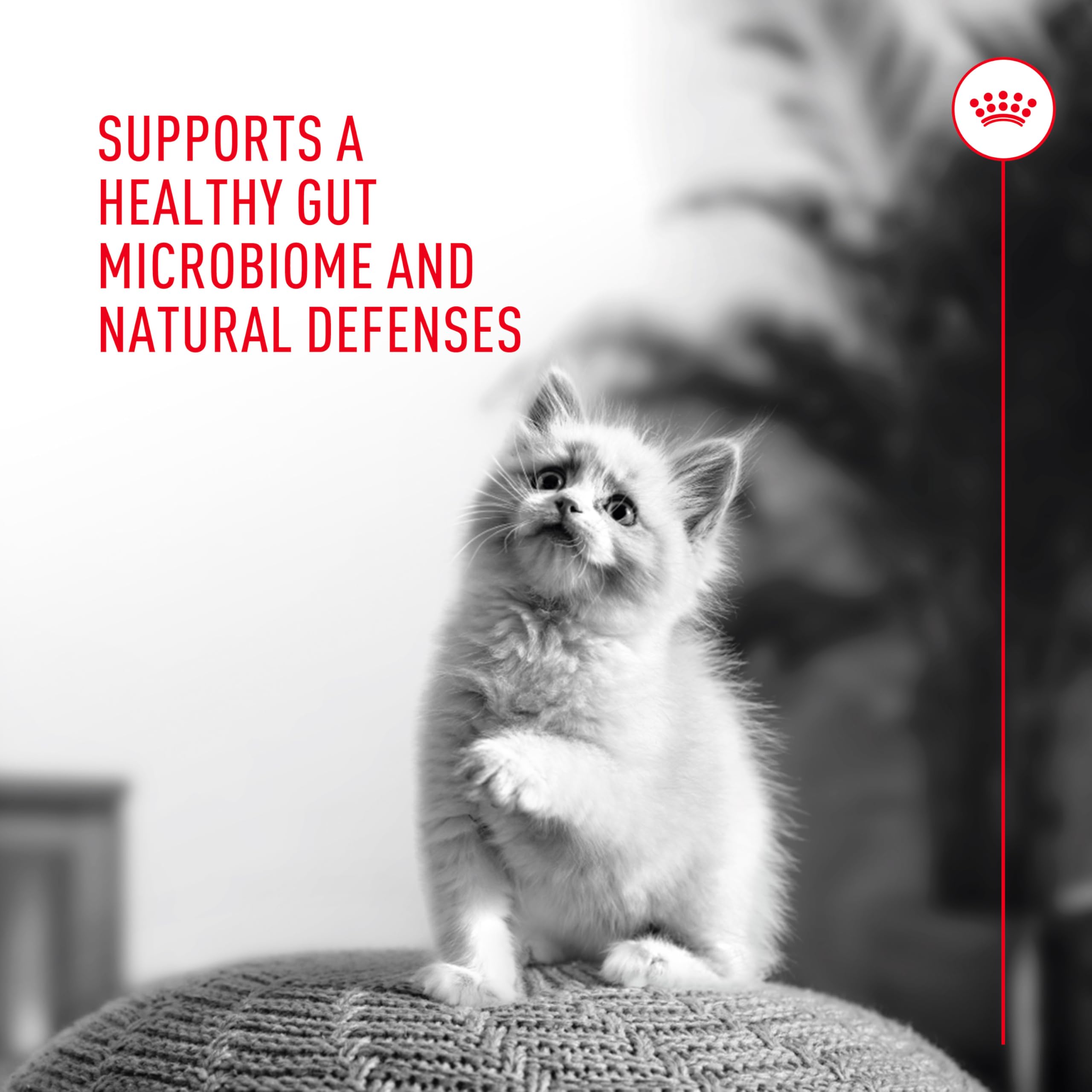 Royal Canin paquete frontal con etiqueta legible y confianza veterinaria