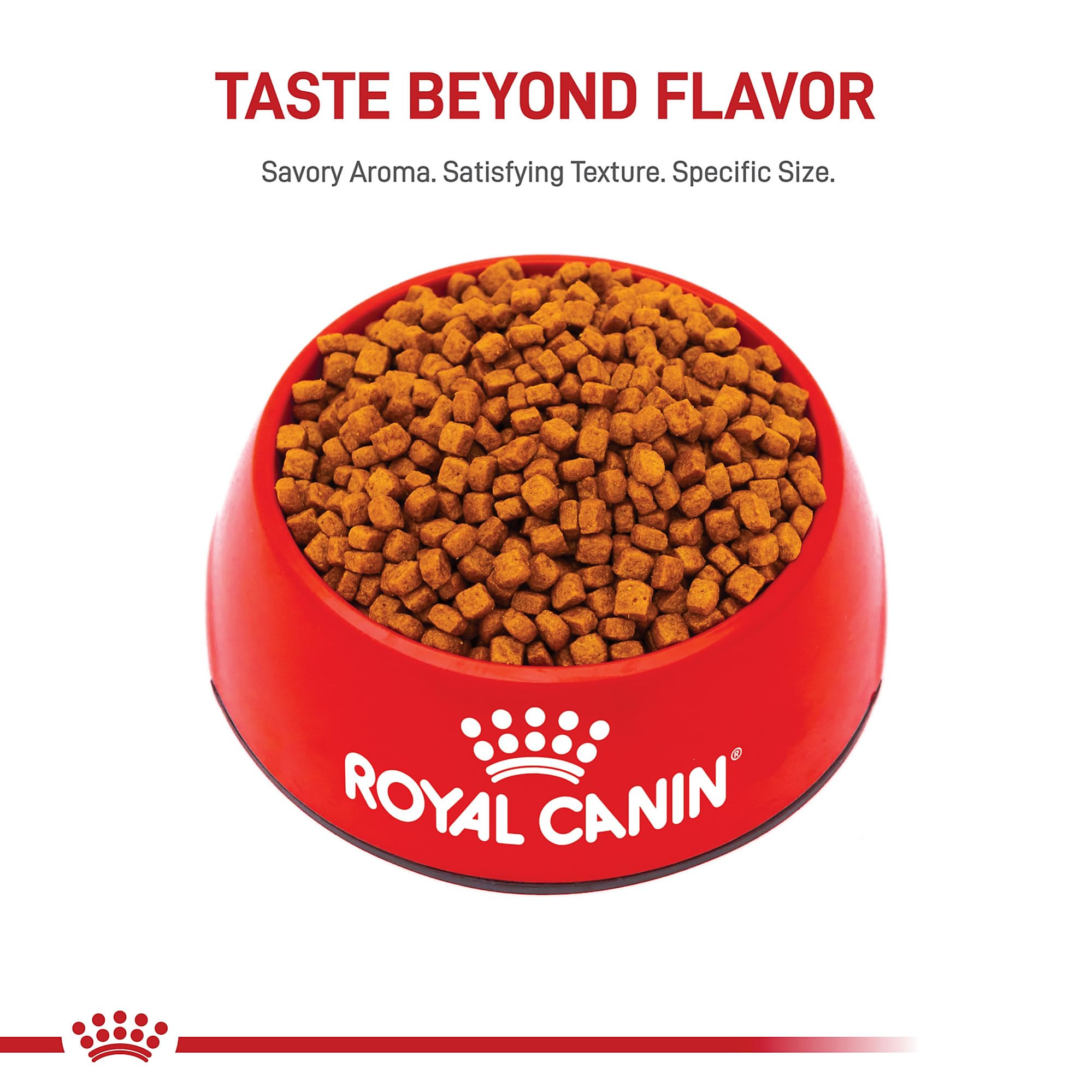 ROYAL CANIN Poodle con pelaje rizado saludable demostrando soporte para piel y manto