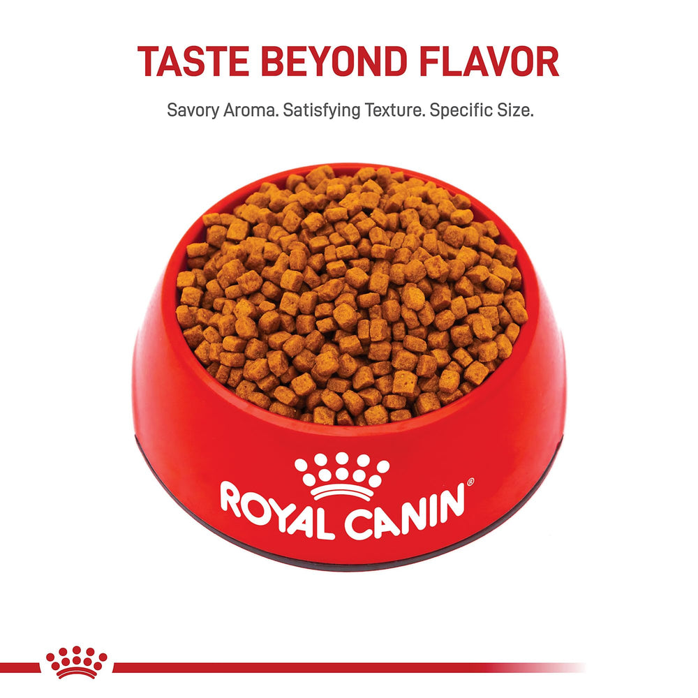 ROYAL CANIN Poodle con pelaje rizado saludable demostrando soporte para piel y manto