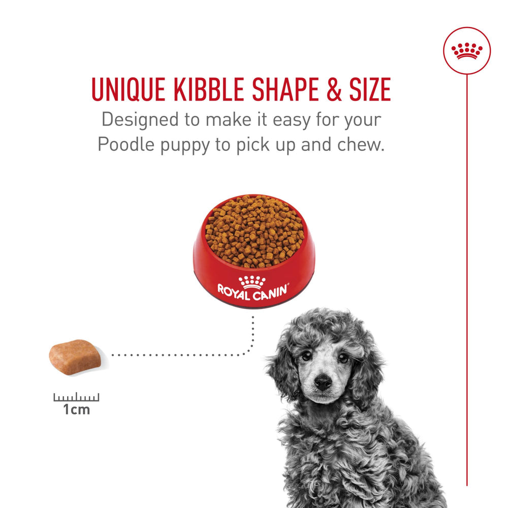 ROYAL CANIN cachorro de Poodle comiendo para mostrar aceptación y facilidad de ingestión