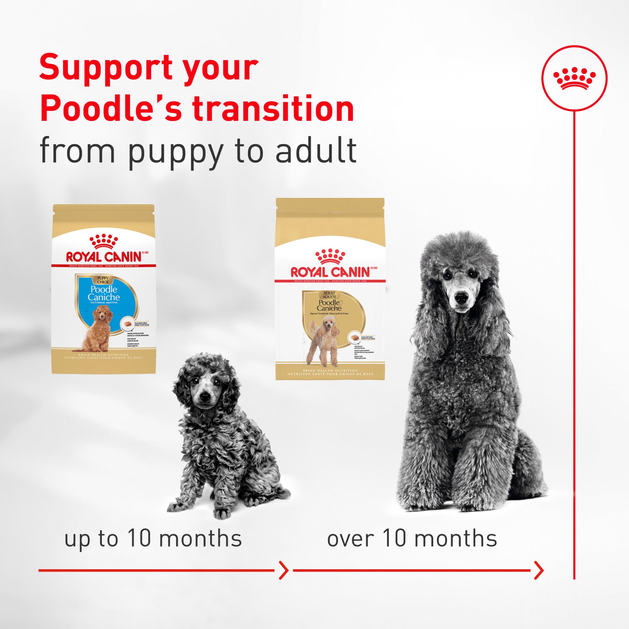 ROYAL CANIN Poodle comiendo del plato demostrando fácil agarre y aceptación