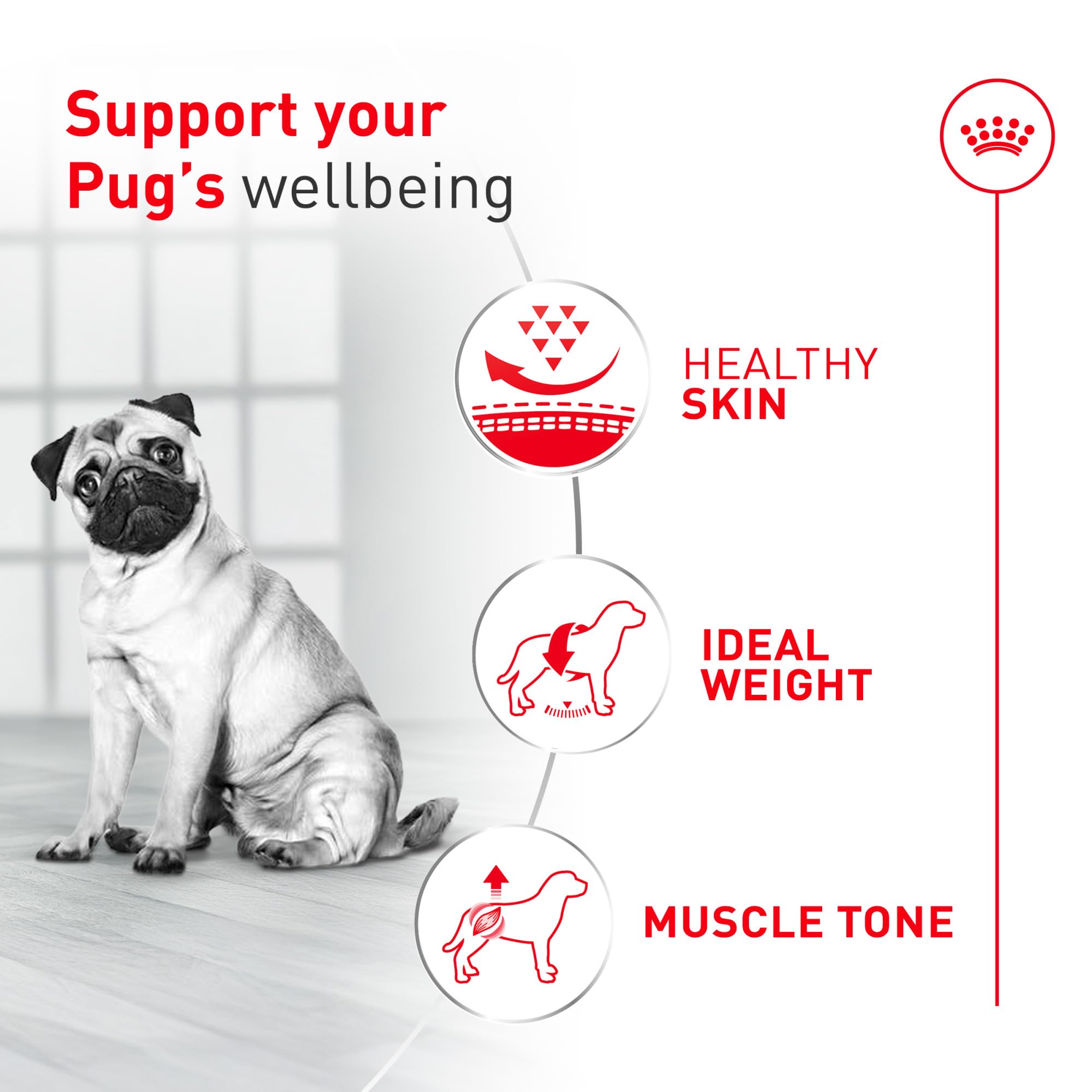 ROYAL CANIN bol servido con pienso, alimentación cómoda y práctica
