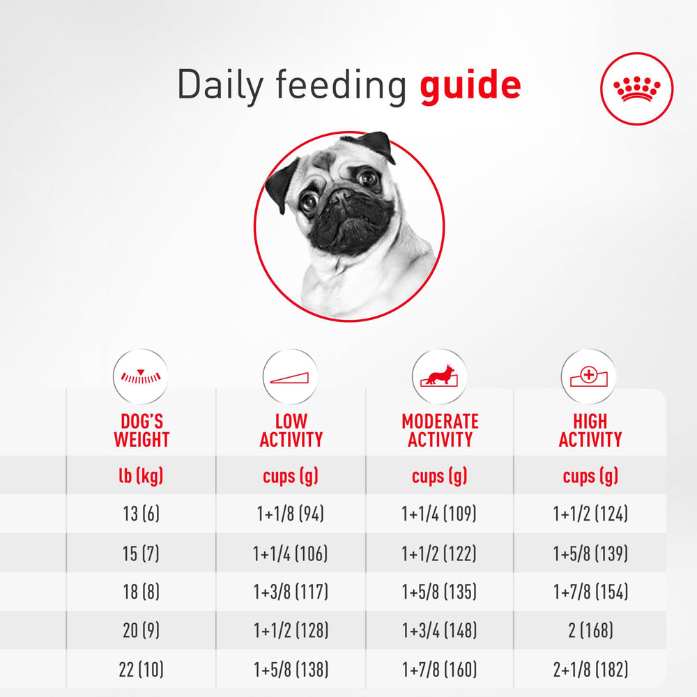 ROYAL CANIN Pug comiendo del bol, forma de croqueta optimiza masticación
