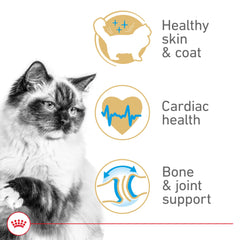 ROYAL CANIN primer plano de pelaje brillante como resultado nutritivo