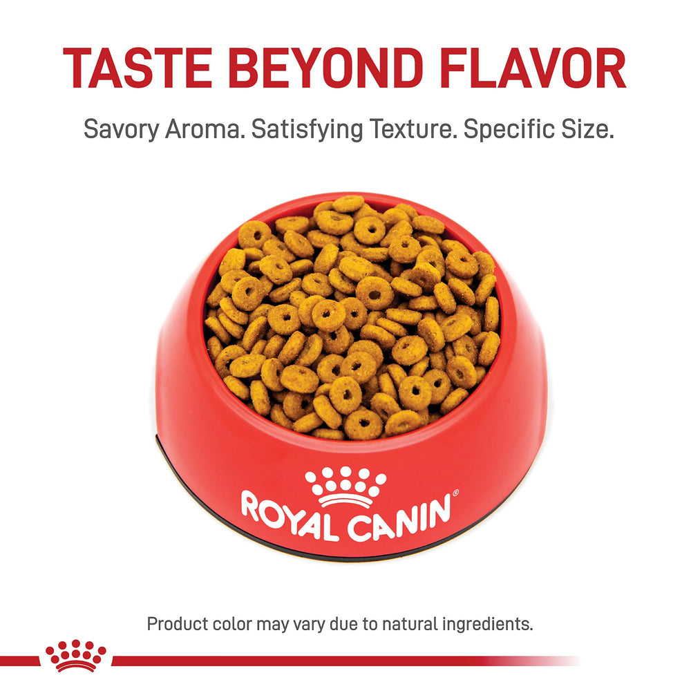 Gato comiendo ROYAL CANIN Appetite Control en casa para gestión de ración diaria
