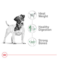 ROYAL CANIN alimento servido en un plato para medir ración ideal y control de peso