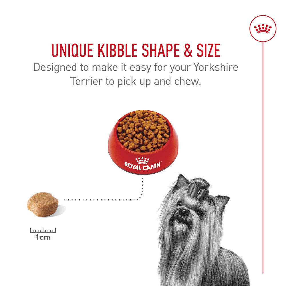 ROYAL CANIN Yorkshire comiendo pienso, favorece masticación cómoda