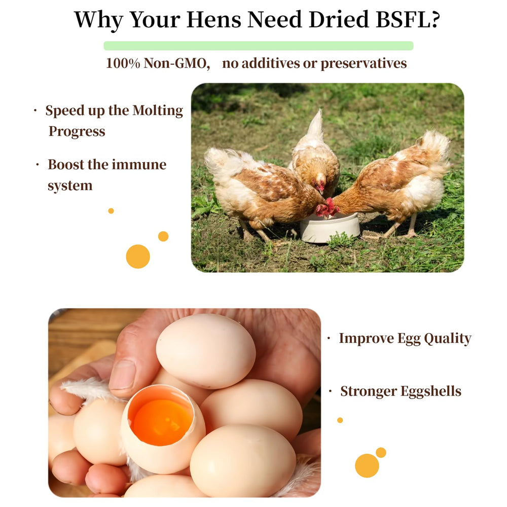 SANSECT comedero con gallinas comiendo, mejora de ingesta y salud