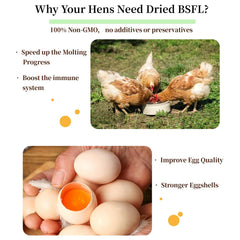 SANSECT comedero con gallinas comiendo, mejora de ingesta y salud