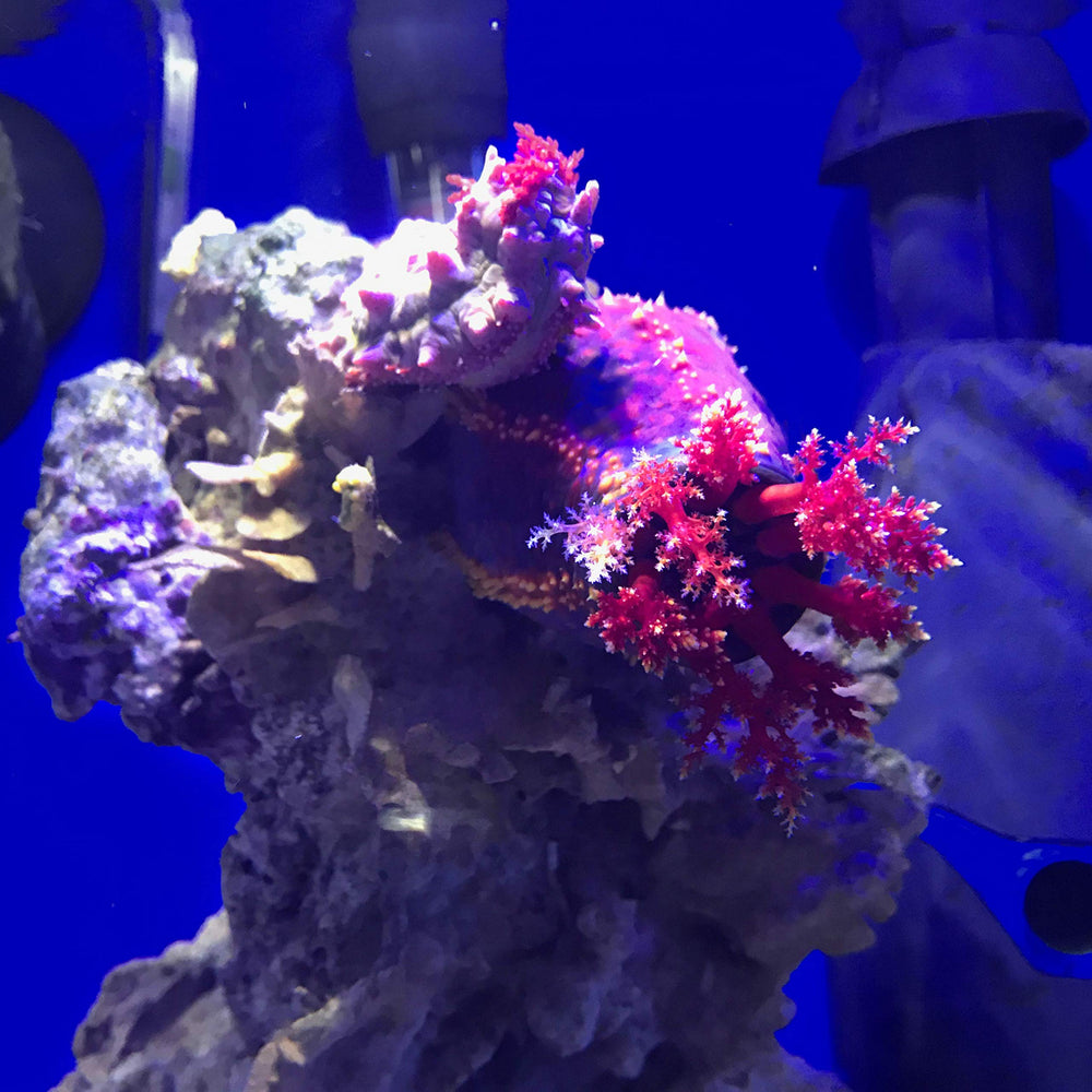 Seachem Prime añadiendo al acuario protegiendo peces durante cambio de agua