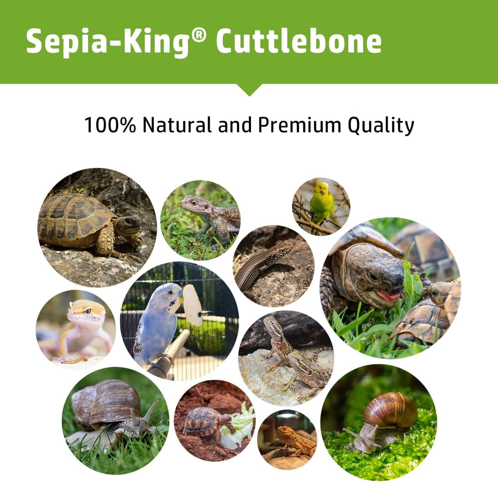 Sepia King comparación de tamaño con mano para apreciar 4-6 pulgadas