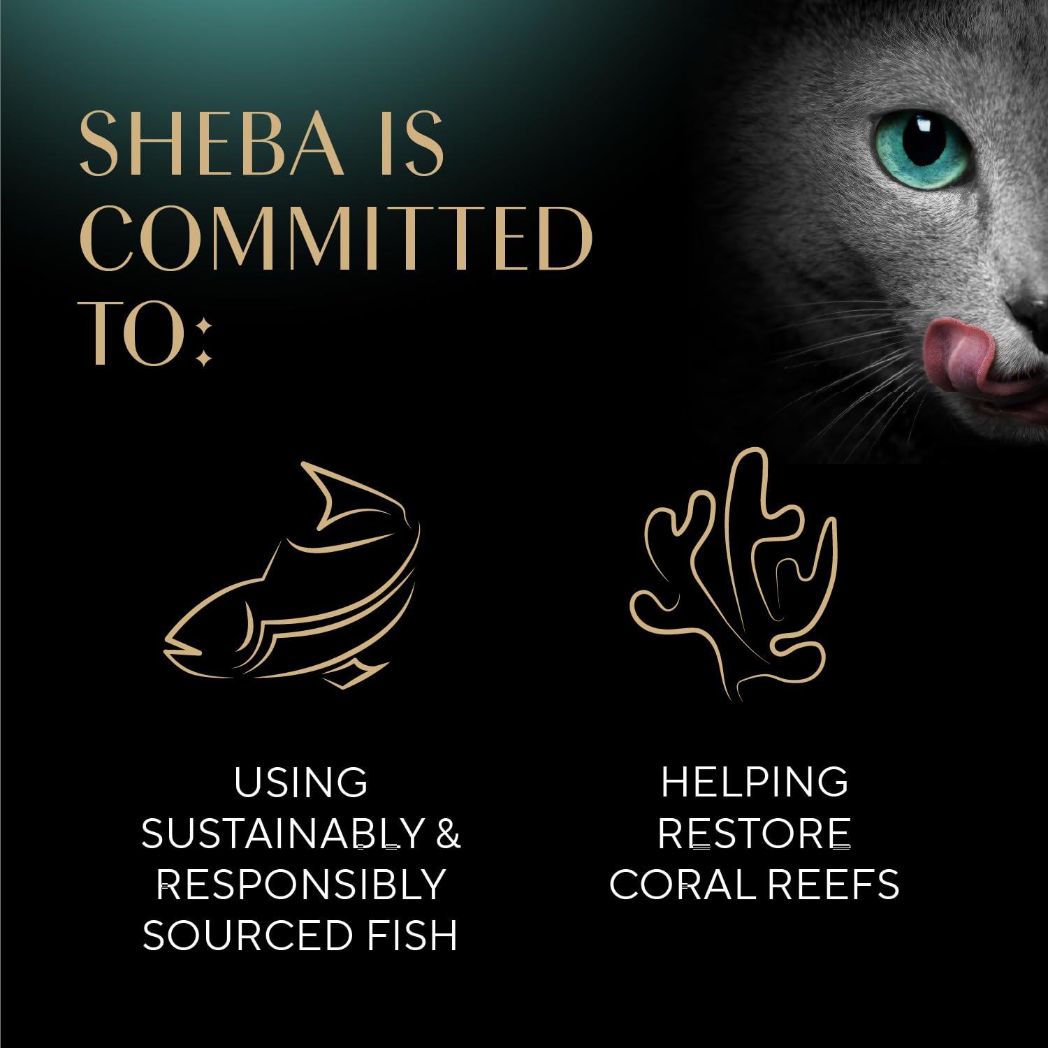 Primer plano Sheba filetes en caldo, visual de calidad proteica