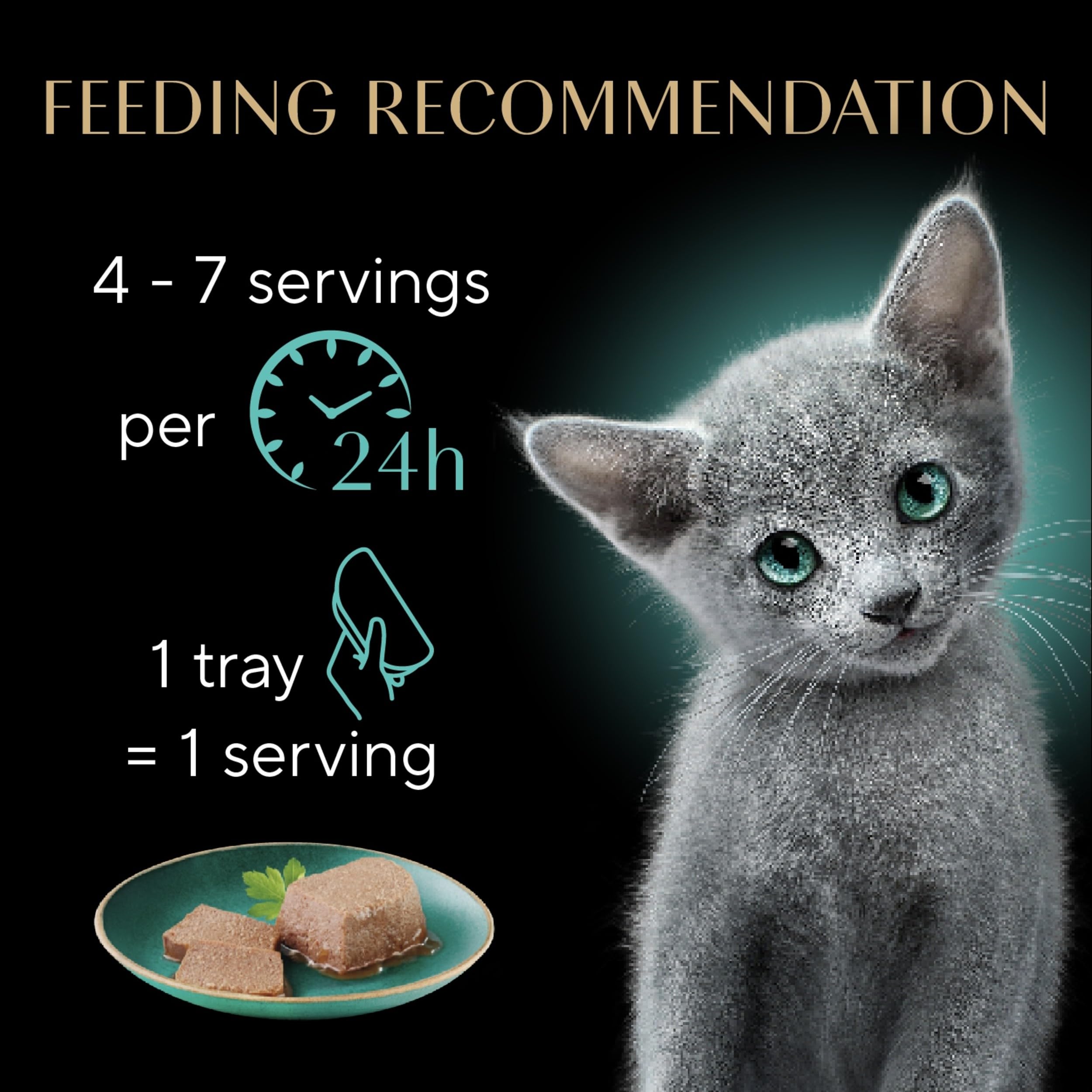 Sheba alimento servido en un plato, presentación apetitosa para gatitos