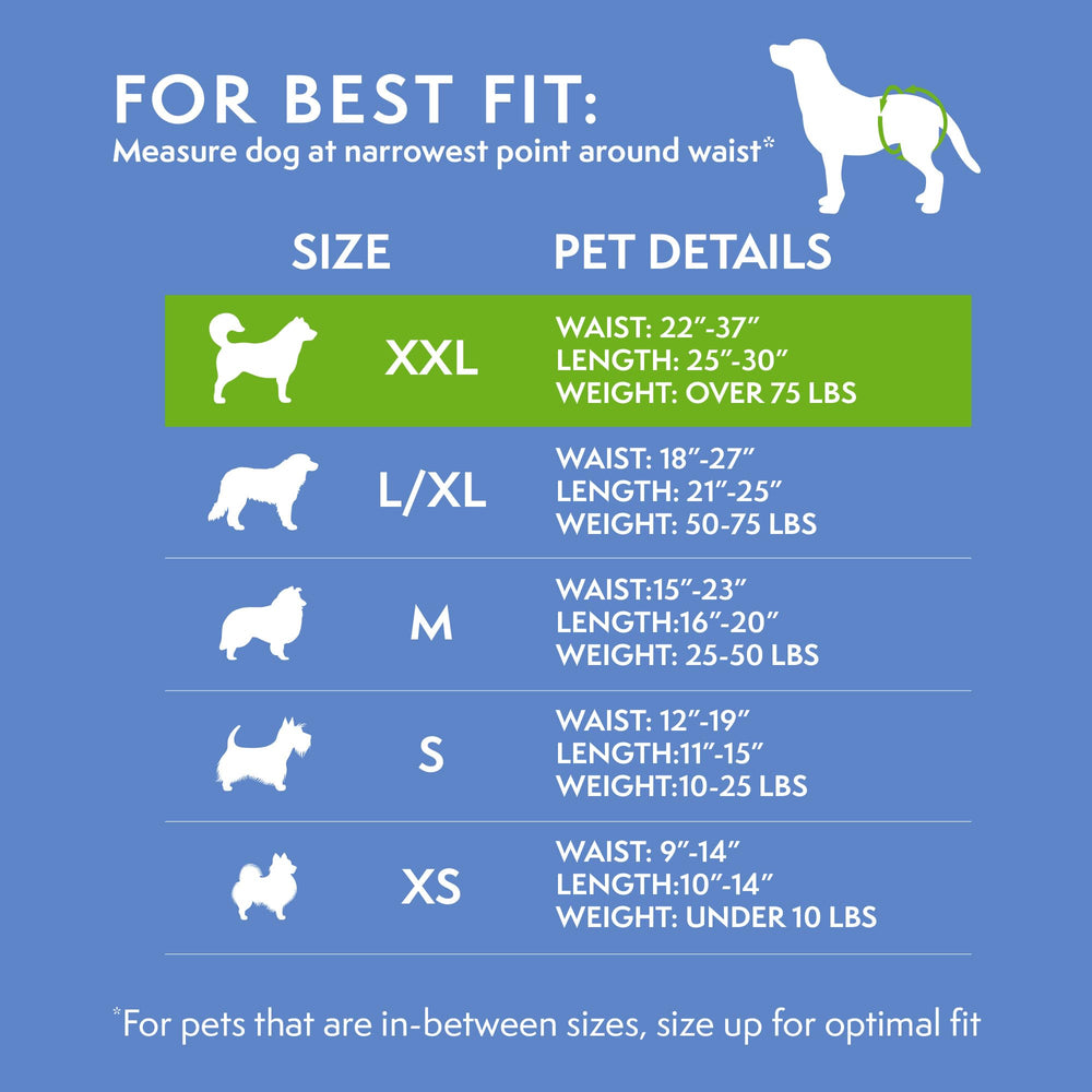 Simple Solution large dog wearing diaper illustrating comfortable leak protection
