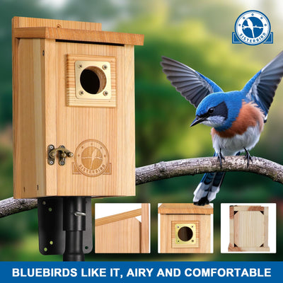 SISTERBIRD close-up of 1.5-inch entrance with copper guard providing predator protection