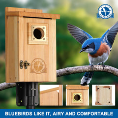 SISTERBIRD close-up of 1.5-inch entrance with copper guard providing predator protection