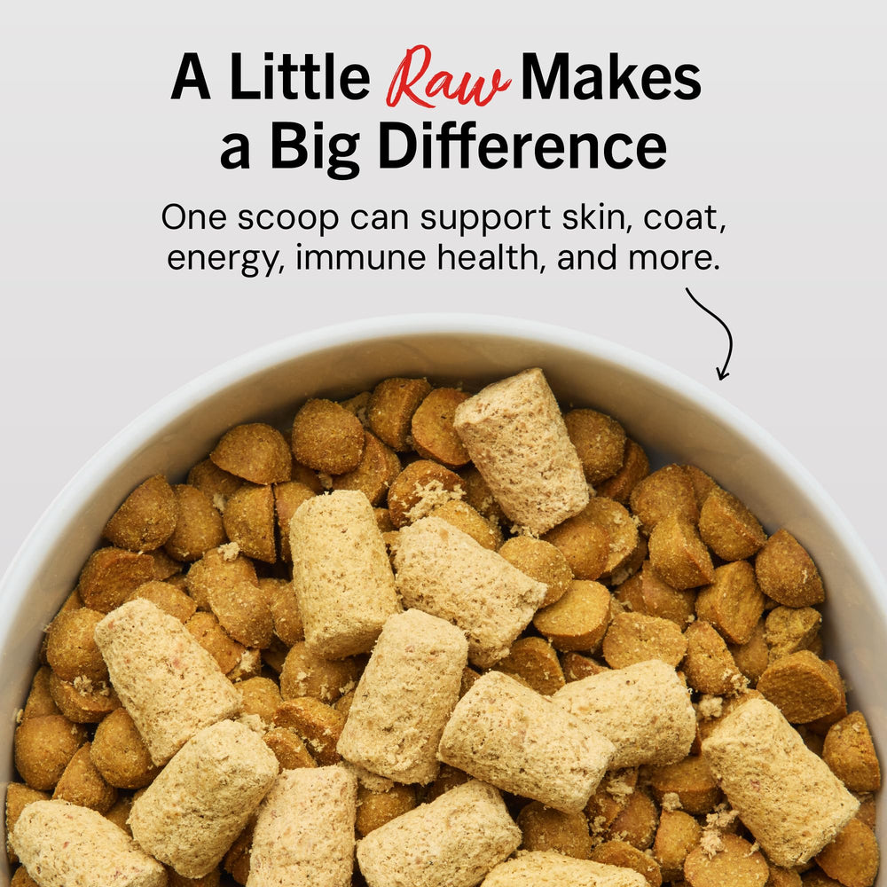 Stella & Chewy's close-up freeze-dried patties showing preserved raw nutrition