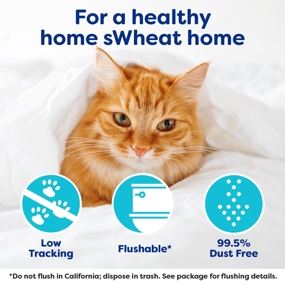 sWheat Scoop in litter box with cat showing cat comfort and quick clump action