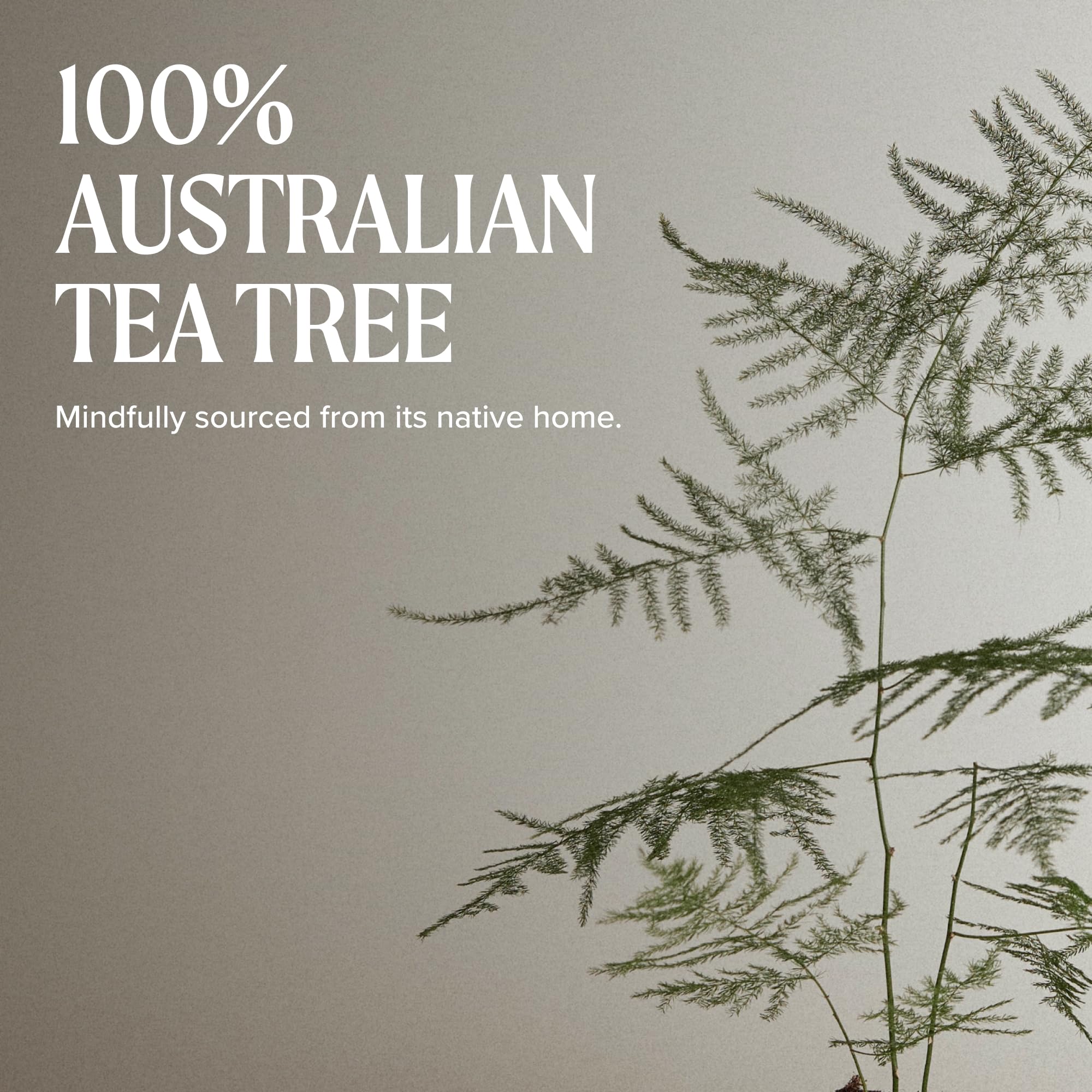 Tea Tree producto en baño listo para rutina diaria revitalizante