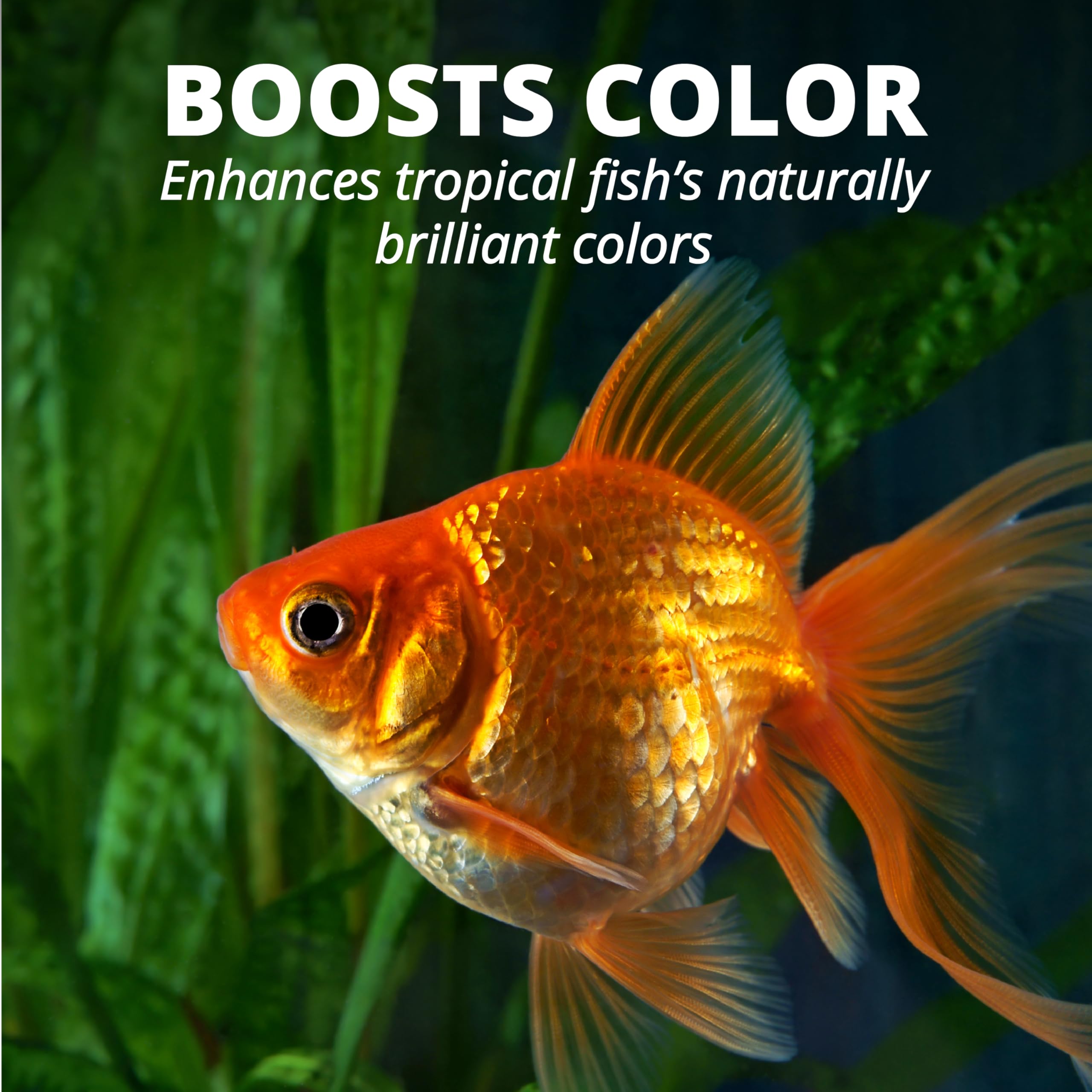 Tetra entorno de acuario cotidiano con peces activos y coloridos