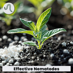 The Environmental Factor NemaKnights comparado con mano para mostrar escala y rendimiento