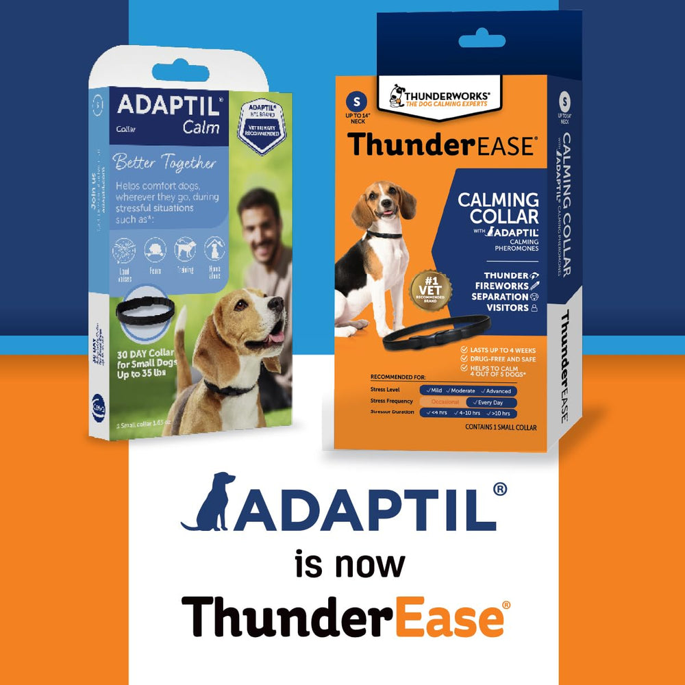 ThunderEase collar en uso en perro pequeño para más calma durante viajes