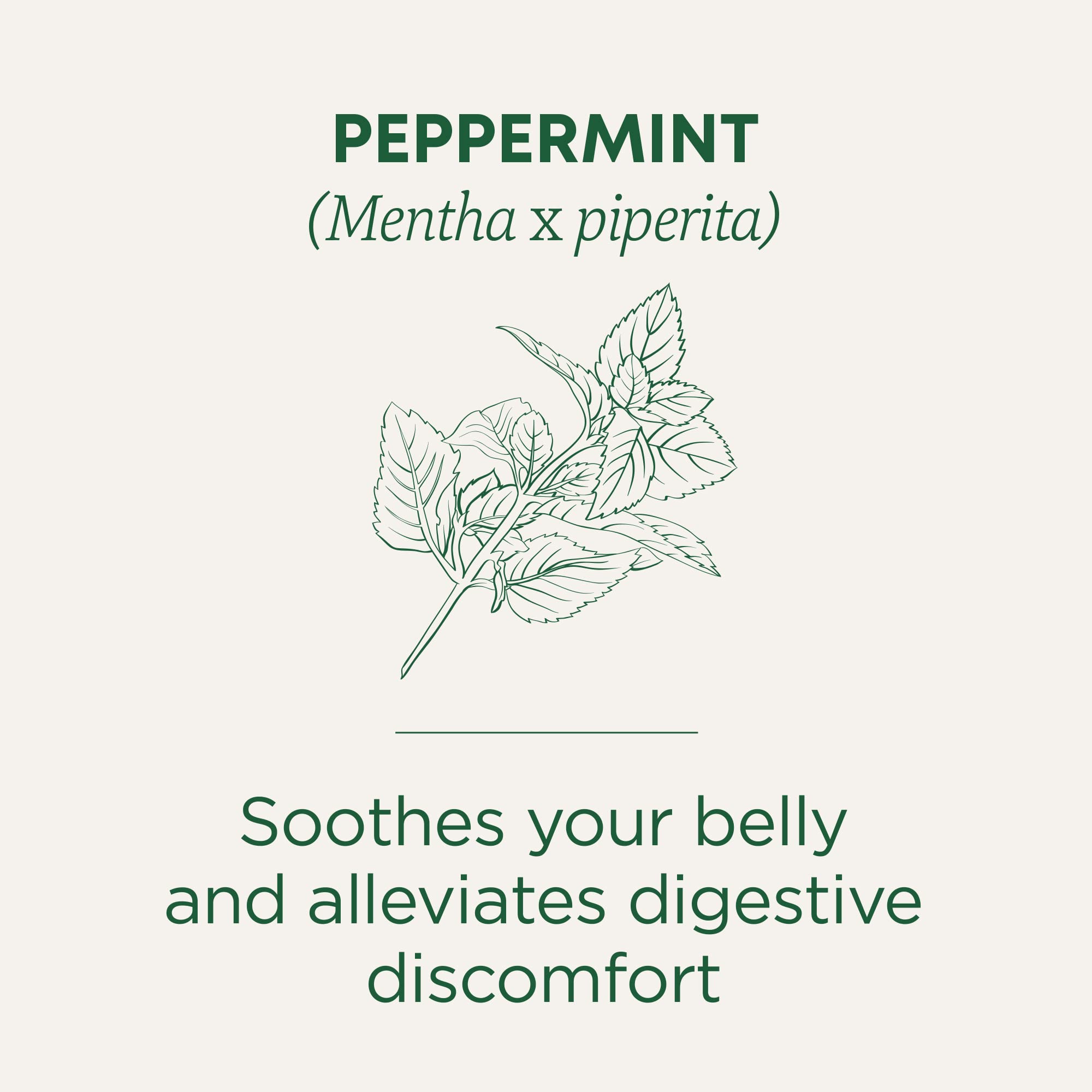 Traditional Medicinals taza de té lista para beber, sabor menta refrescante