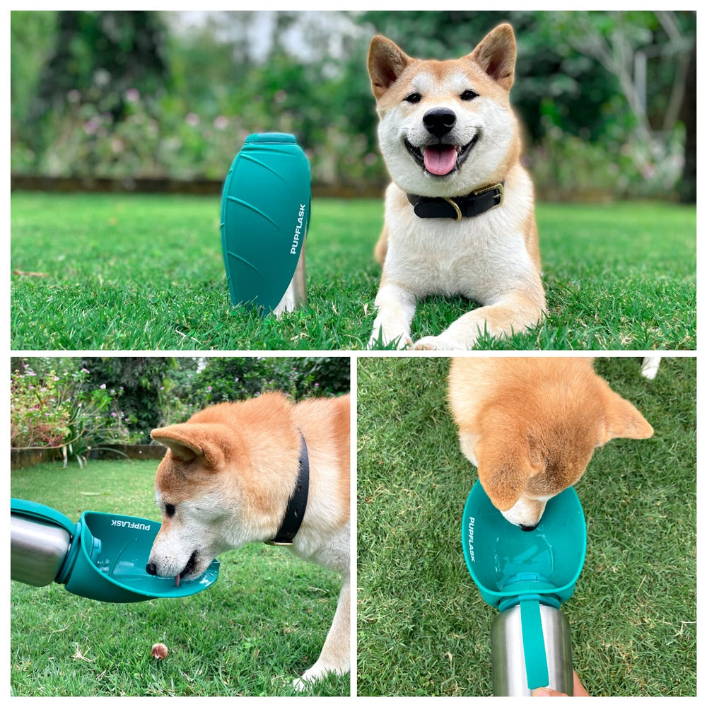 Tuff Pupper collapsed cup beside a ruler showing compact size