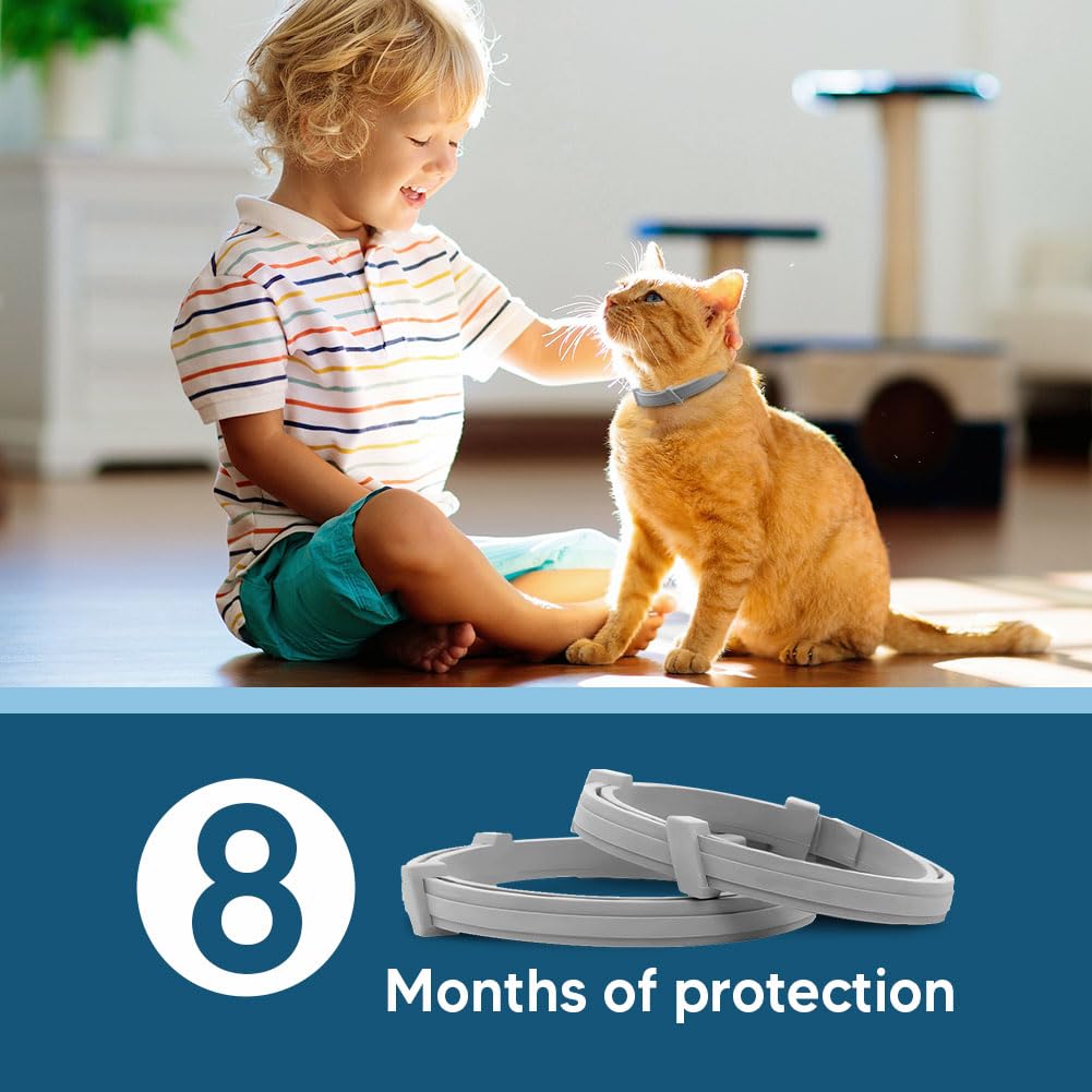 UDyoude collar en gatito en casa cómodo y seguro