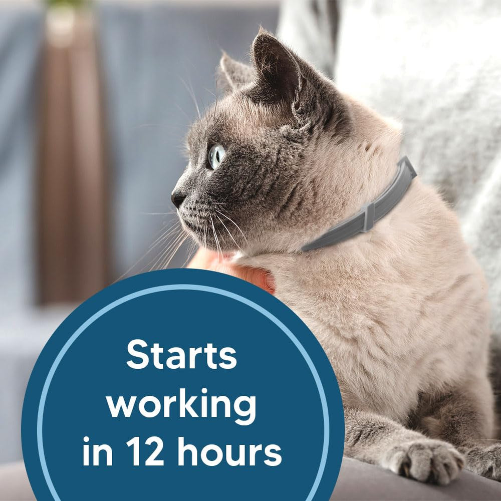 UDyoude collar puesto en gato en exterior para control de parásitos