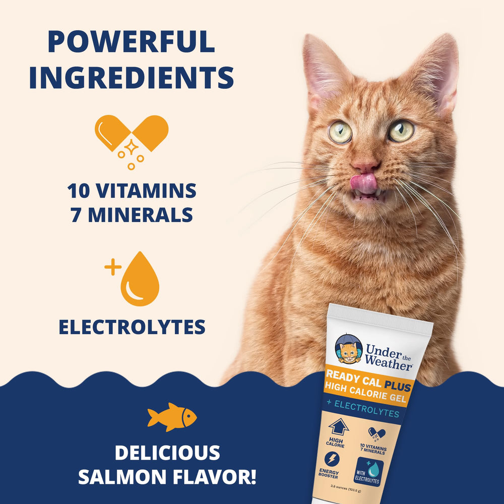 Under the Weather aplicación en labio de gato facilita ingestión rápida