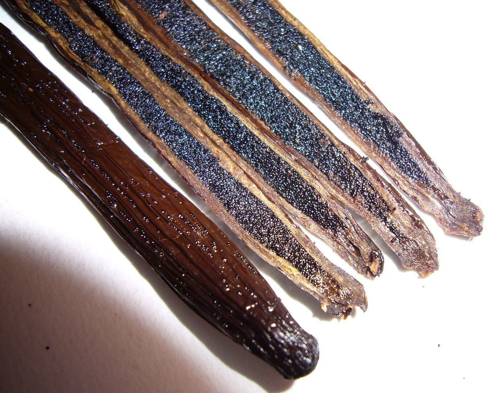 Vanilla Bean Kings vainas junto a regla y mano para comparar tamaño