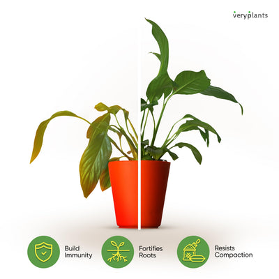 veryplants bolsa resellable termosellada para conservar frescura