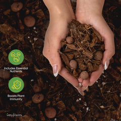 veryplants Molly's Aroid junto a regla para comparar tamaño de gránulos